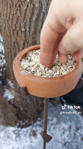 Vögel im Winter retten: DIY Vogeltränke für den Garten