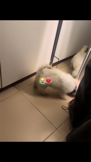 Funny Moments with a Lhasa Apso Dog