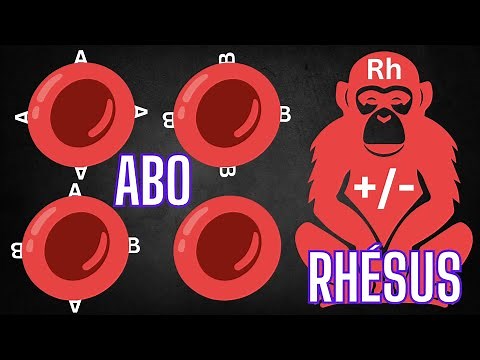 The ABO system and the Rh factor