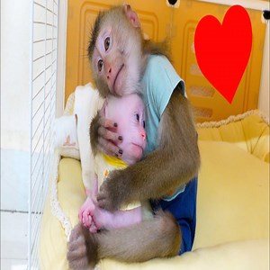 Pupu monkey wants to take care of Poki monkey like a brother | Slingshot ride