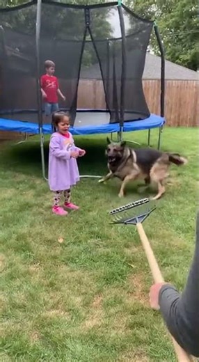 Crazy Dog Attack! #funny #crazy #dogattack