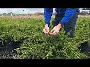 Sea Green Juniper Powered by TreeSource