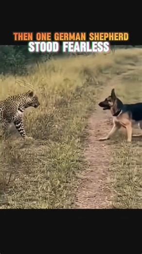 CONFIDENCE MADE THE PREDATOR BACK OFF #LEOPARDATTACK #trendingshorts #dog #PREDATORVSPREY