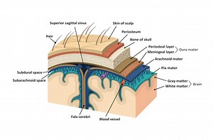 Meninges. Human brain, an Education Illustration by logika 600