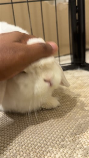 Bunnies Stu & Bambi on Instagram: "Bambi 🤍: It’s home coming time 🥳 7 years I have ruled this house and kept hoom under my little paw!! I am the princess of this place and everyone treats me that way. The jump over the barrier into the tweat bag, ripping cables, biting till blood comes, I have done everything you can think of and got away with my cuteness!!! When it comes to kisses or pats, it’s on my own terms and I will keep grunting big time otherwise. Wishing many more years where I can tr