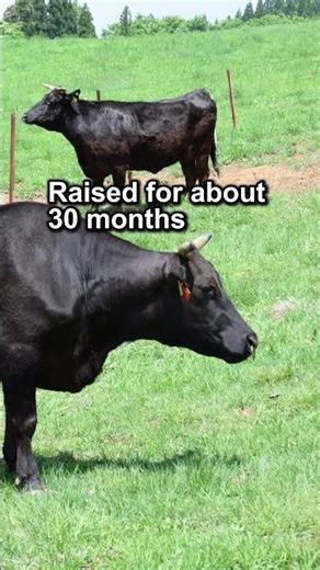 Is Wagyu Farming Really Profitable? #wagyu