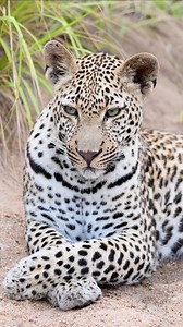 2K views · 213 reactions | Those eyes 冀 This young male leopard treated us to an amazing sighting this morning | Daniel Anthony Safari | Facebook