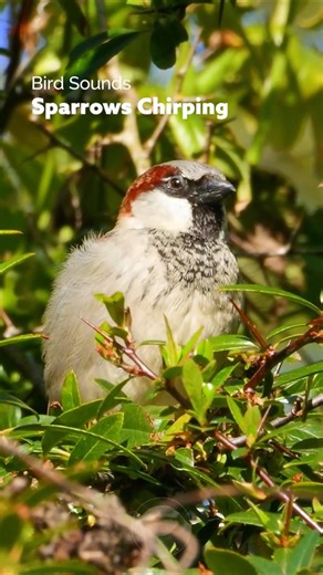 The Sound of Sparrows Chirping #wildlife