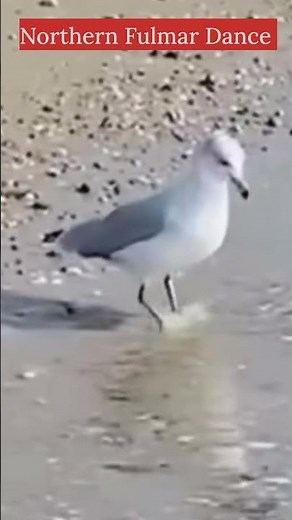 How Northern Fulmar Dance in Water?