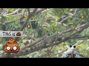 Giant Iguana Pooping!💩