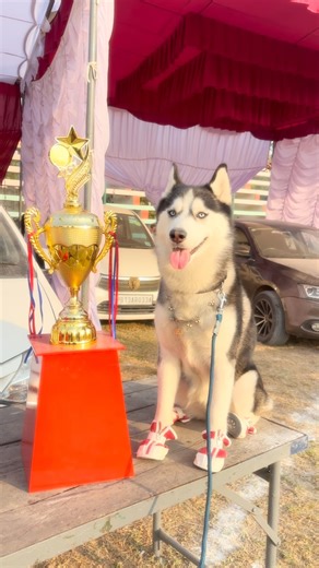 𝐀𝐍𝐍𝐀 𝐖𝐎𝐋𝐅🐺|𝐏𝐔𝐍𝐉𝐀𝐁𝐈🪯𝐇𝐔𝐒𝐊𝐘| on Instagram: "Best dog influencer moga 🌸 @anna_wolf_husky @omkar.ramgarhia1 #husky #anna #viral #huskylovers #huskyphotography"