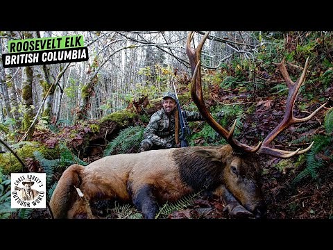 Hunt for a Massive Roosevelt Elk in BC Rainforest
