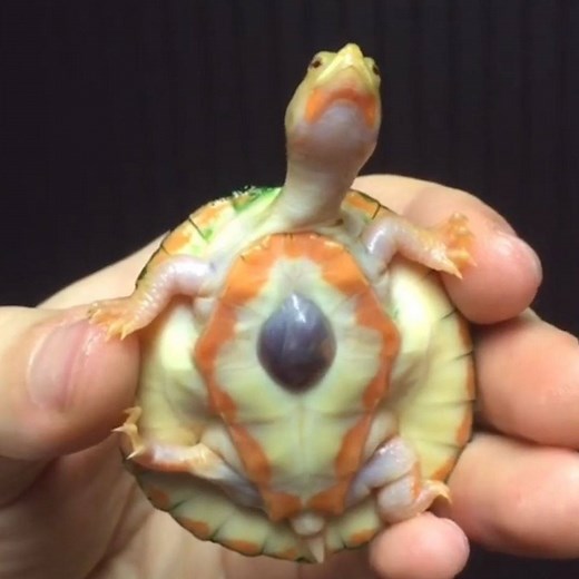 Meet Hope, a rare and adorable turtle born with an exposed heart 🐢❤️ | In The Know Conservation