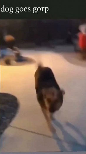 dog goes gorp