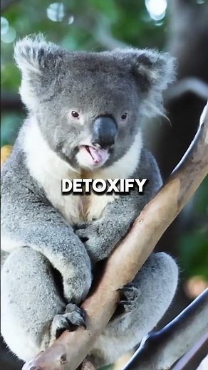 The Koala The Sleepy Leaf Eater of Australia surprising animal fact #animalfacts #koala