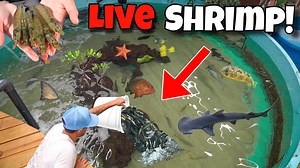 Feeding all the exotic fish and sharks!