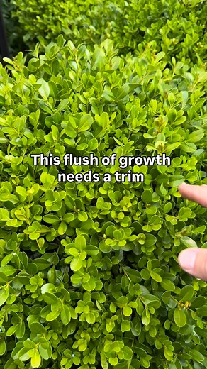 10K views · 159 reactions | SPRING GROWTH - I designed & planted this garden approx. 2 years ago and it’s developed into a beautiful structured flowering perennial garden. Throughout I’ve used around 70 topiary specimens for shape and form and I trim them 2 or 3 times a year to keep them in top health. #topiary #box #andrewstark | Andrew Stark. Garden Design | Facebook