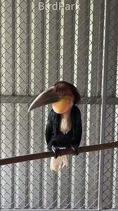 Wreathed hornbill \\ 一只花冠皺盔犀鳥 #hornbill #bird