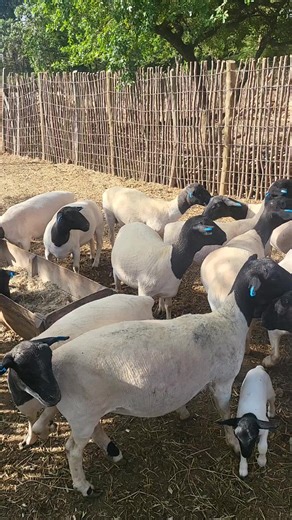 SEGERO BREEDERS (@segerobreeders)’s videos with original sound - PKORIODENIS