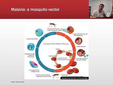 ID#4 Modes Of Transmission