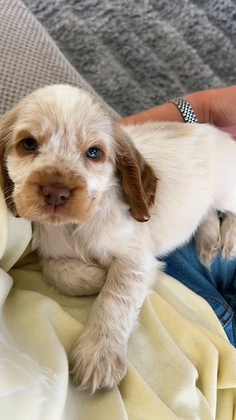 Cocker Spaniel: Adorable Puppy Moments