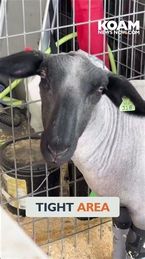 Biosecurity at County Fairs - Ottawa County Fair