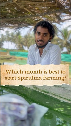 Spirulina farming Bhimavaram ✨#spirulina #fish #spirulinafarming #telugu #bhimavaram #fishfarming