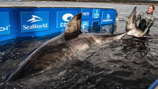 Biggest 17 foot great white ever found in Canada on camera