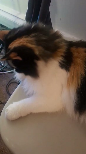 Dis cat did some fishing!