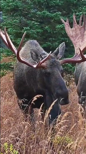 Moose in the Wild Majestic Animals Doing What They Do!