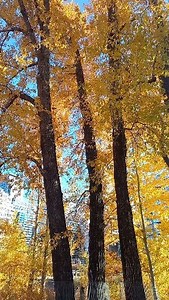 51 reactions | Autumn Celebrations... #autumnvibes #autumn #yyc #alberta #Canada #canadalife #nature #nature_perfection #yycphotographer #yyc | Sudhakar Sharma | Facebook