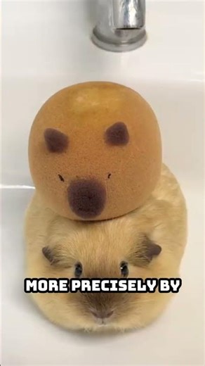 How to Tell Your Guinea Pig’s Age – Easy Clues Every Owner Should Know!