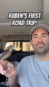 Ruben the American Kestrel - Training Session #1 Learning how to ride in the truck! #Falcon #BirdOfPrey #Wildlife #Falconry #ReelItFeelIt #WatchThis #ViralReels #ReelOfTheDay #MustSee #IncredibleNature | Bird Hunting