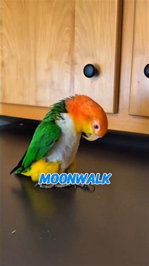 Michael Jackson Reincarnated as a Bird? 🦜