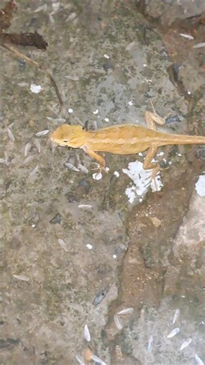 How to lizards eat insects #shorts #insects #lizard