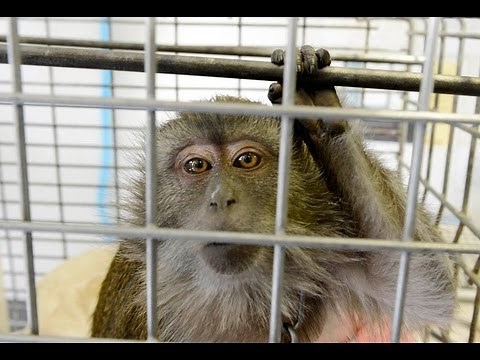 Jacko the Monkey Castrated