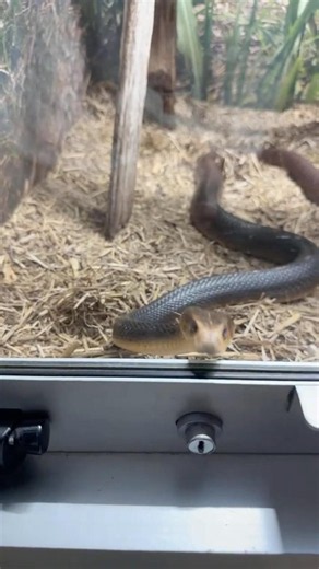 Australia’s Deadliest Snake Up Close! Coastal Taipan 🐍