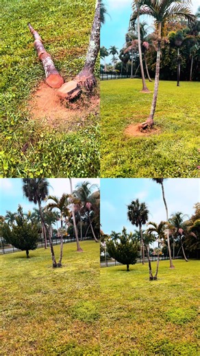 🚨 TREE DOWN🚨 GO 👣@keepcleanservicesllc LIKE 👉🏾👍🏾 SHARE ♻️ 🏃🏾‍♂️RUN TELL DAT 🗣 WE DON’T DO DIRT‼️ WE KEEP CLEAN 💧✨ #fyp ##tree #reels #highlights #viral