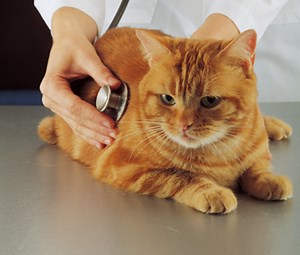 Why Does My Cat Shed So Much at the Vet's? - Vetstreet