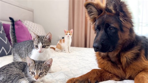 German shepherd puppy watches kittens take over