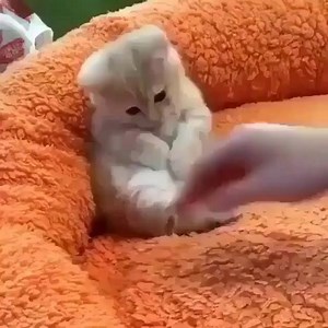 3.2K views · 460 reactions | So cute  Video by @yuriyuri4mama | I Love Meows | Facebook