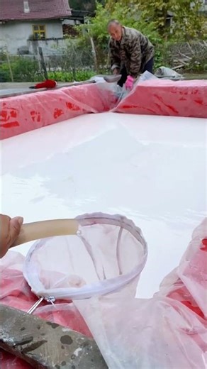 When sweet potato starch settles add clean water to bleach it. It s not what you might thi