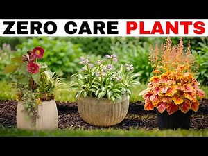17 Lazy Perennials That Thrive in Pots (No Maintenance Container Gardening)