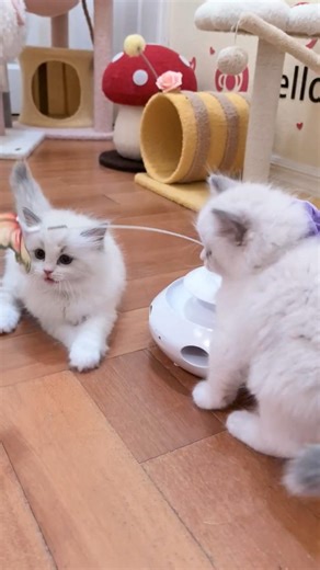 6 week old Ragdoll kittens chasing a spinning butterfly😻 #cat #kitten #cutecat #kitty #pets #ragdoll
