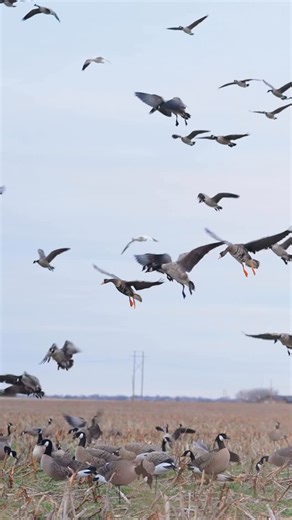 Cole Townsend on Instagram: "Windy Oklahoma goose hunt @goosereapersofficial 🔥 @final_approach_waterfowl 📸 @ryderbritt_photo • • #goosehunting #duckhunting #duckhunt #duckhunter #goosehunt"