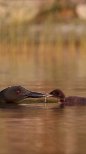 Loon feeding her chick | Harry Collins Photography