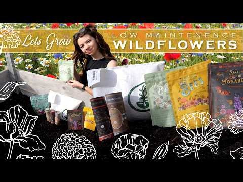 How to Grow a Low-Maintenance Wildflower Garden | Step-by-Step Guide