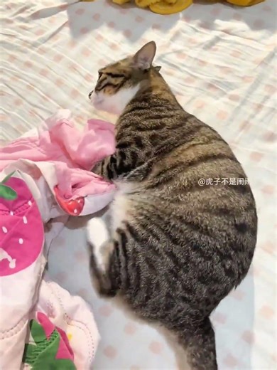 哈哈被子一给它眼神都惊了，猫心里想着这老登又要给我上发条了#狸花猫 #猫咪：已老实求放过 #撸猫有一套 #养猫人 #猫咪搞笑日常