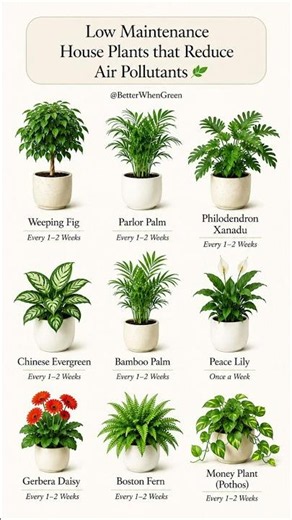 Low Maintenance House Plants That Reduce Air Pollutants