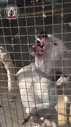 Dogo Argentino:,🔥 A Closer Look at the Controversial Breed The Truth About Dogo Argentino Aggression
